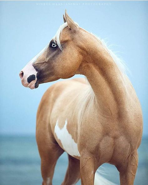 Blue eyed Palomino Paint. Paint Horse, White Horse, Horses, Paint, Blue, White