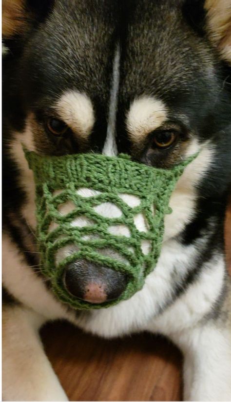 Gentle for Whiskers and Environmental Friendly Dog Muzzle : 5 Steps (with Pictures) - Instructables Diy Dog Muzzle Ideas, Pure Breed Dogs, Dogs Diy Projects, Crochet Dog Sweater, Dog Muzzle, Knit Dog Sweater, Crochet Cat Pattern, Dog Safety, Dog Care Tips