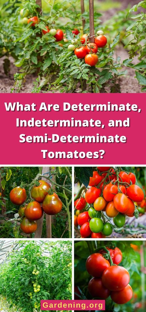 What Are Determinate, Indeterminate, and Semi-Determinate Tomatoes? Indeterminate Tomatoes, Growing Tomato, Pruning Plants, Tomato Growing, Determinate Tomatoes, Growing Vegetables In Pots, Growing Tomato Plants, Types Of Tomatoes, Fresh Eats