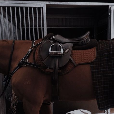 Brown Horse Aesthetic, English Riding Aesthetic, Equestrian Tack, English Horse Tack, Horse Riding Aesthetic, Equestrian Aesthetic, English Horse, Horse Aesthetic, Horse Gear