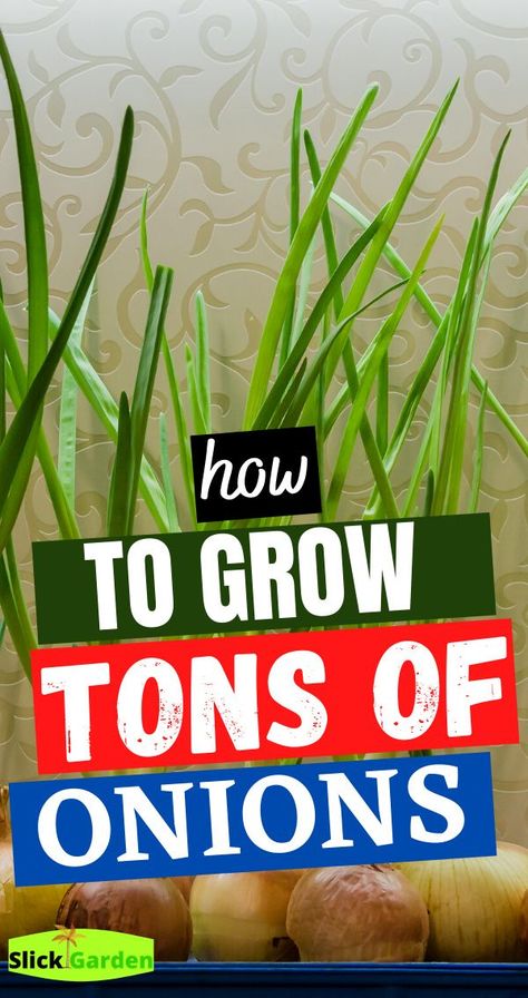 How To Grow White Onions, Growing Onions, Garden Layout Vegetable, Growing Veggies, Greenhouse Kit, White Onion, Container Gardening Vegetables, Urban Farming, Garden Layout