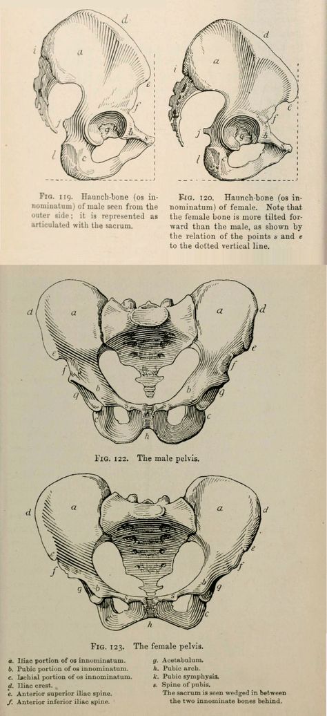 Pelvis Bone Anatomy, Pelvic Anatomy Drawing, Hip Bone Reference, Pelvis Side View, Female Pelvis Drawing, Pelvis Bone Tattoo, Pelvis Sketch, Pelvis Drawing Anatomy, Hip Bone Drawing