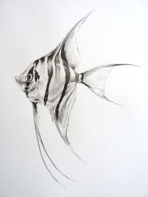 Angel Fish Drawing, Drawing Of An Angel, Fish Pencil Drawing, Drawing Angel, Fish Sketch, Drawn Fish, Fish Drawing, Pencil Drawings Of Animals, Pencil Drawing Tutorials