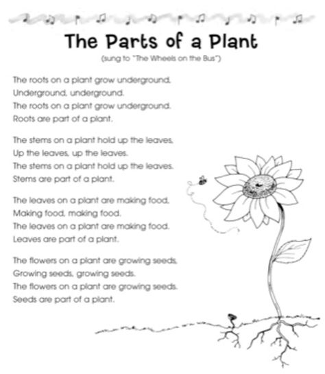 Plants Lesson Plans, Plant Song, Flower Song, Plant Lessons, The Wheels On The Bus, Preschool Garden, Plants Unit, Classroom Songs, Science Week