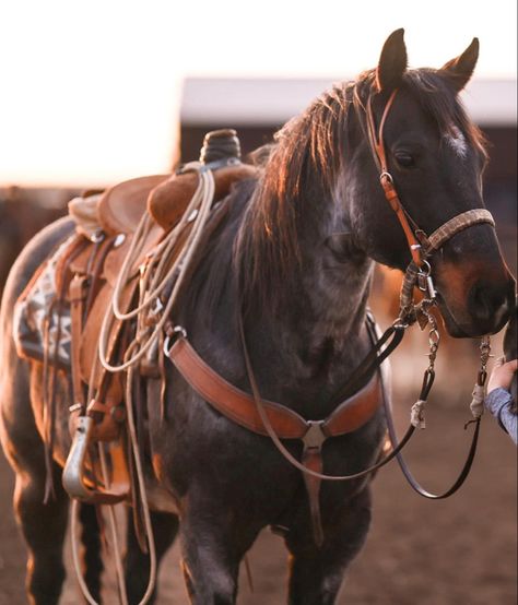 Ranch Horse Photography, Rodeo Photography, Barrel Horses, Western Horse Riding, Ranch Horses, Horsey Life, Ranch Horse, Western Horses, Cow Horse