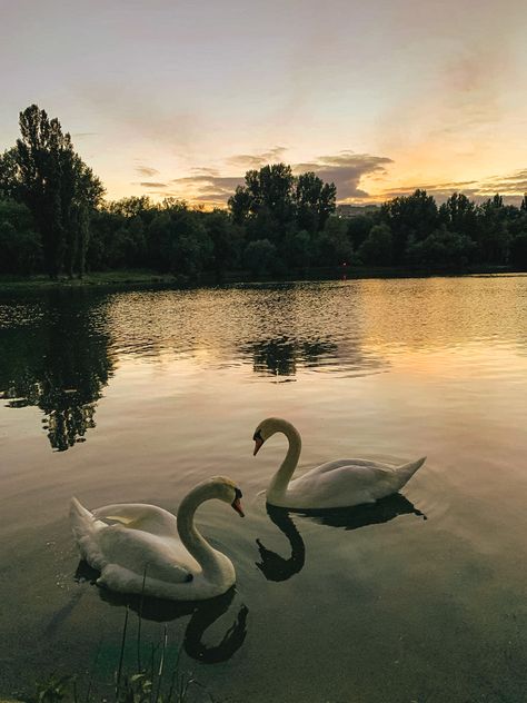 Swans In A Lake, Swan Wallpaper Laptop, Pink Swan Wallpaper, Swan Drawing Aesthetic, Corrine Core, Swan Wallpaper Aesthetic, Swan Aesthetic Wallpaper, Lindsey Core, Swans Aesthetic