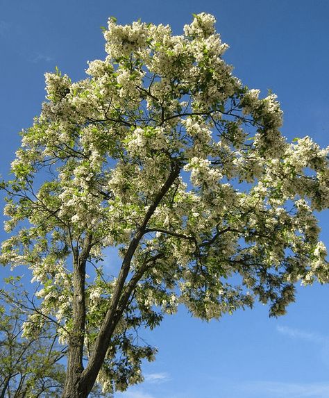 Black Locust Tree, Robinia Pseudoacacia, Locust Tree, Lumber Yard, Grasshoppers, Environmental Conservation, Invasive Species, Small Farm, New Forest