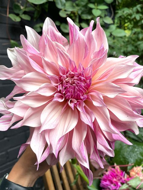 Revel in the Cafe au Lait Royal Dahlia: milky coffee to ivory blooms with a hint of pink, standing at 40 inches for a majestic garden display. Dahlia Leaves, Majestic Garden, How To Grow Dahlias, Milky Coffee, Grow Dahlias, Spanish Bluebells, Growing Dahlias, Garden Display, Christmas Rose