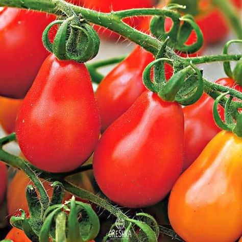 Cherry Seeds, Heirloom Tomato Seeds, Types Of Tomatoes, Hot Pepper Seeds, Red Pear, Pear Fruit, Garden On A Hill, Organic Tomatoes, Red Tomato