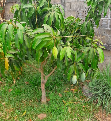 8 Dwarf Fruit Trees For High Yields In Small Gardens Zone 8 Fruit Trees, Landscape With Fruit Trees, Fruit Shrubs, Backyard Permaculture, Miniature Fruit Trees, Hammock Area, Small Fruit Trees, Colorado Gardening, Fruit Trees Backyard