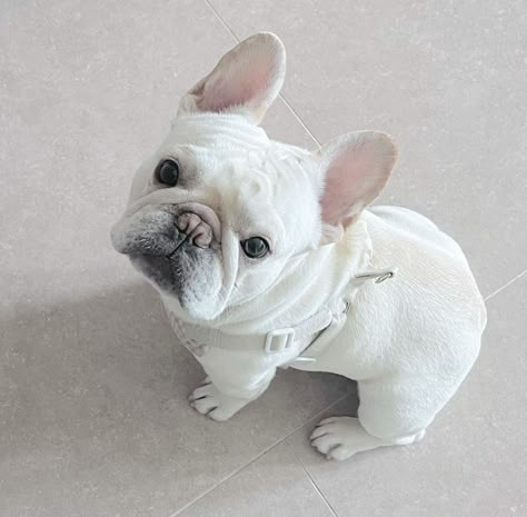 French Bulldog Brown, White French Bulldog, Grey French Bulldog, Bulldog French, Bulldog Pics, Frenchie Dog, French Bulldog Gifts, Dog Business, Frenchie Bulldog