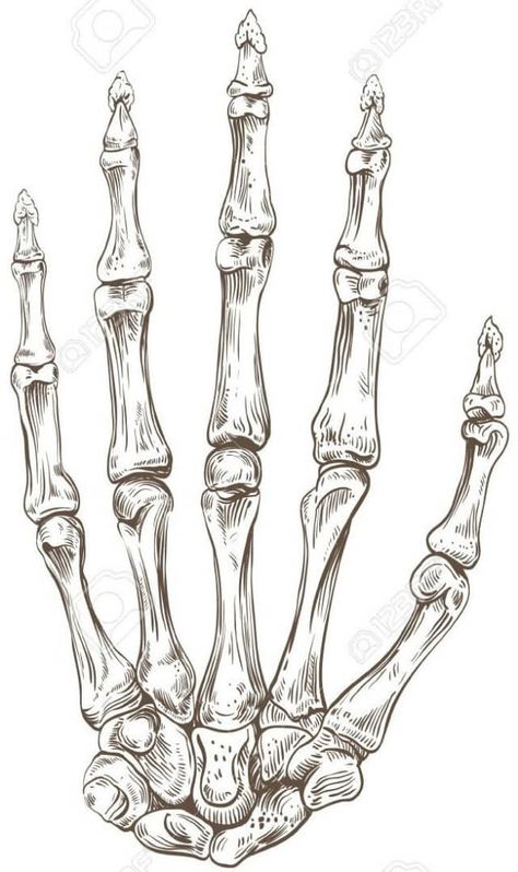 Skeletal Hand, Skeleton Anatomy, Skeleton Drawings, Skeleton Hand Tattoo, Human Anatomy Art, Arte Sketchbook, Skeletal, Tattoo Design Drawings, Hand Art