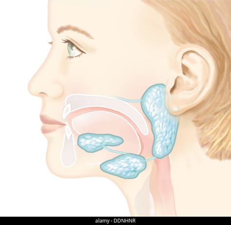 Salivary Glands Anatomy, Salivary Glands, Swallow Food, Parotid Gland, Human Digestive System, Woman Stock Photo, Gastrointestinal Disease, Salivary Gland, Medical School Inspiration