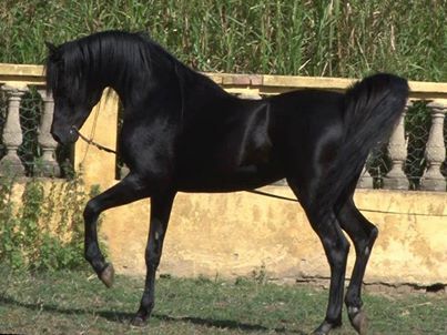 Nice Black Arabian Horse, The Black Stallion, Horses Arabian, Arabian Stallions, Gorgeous Horses, Beautiful Arabian Horses, Black Stallion, Andalusian Horse, Black Horses