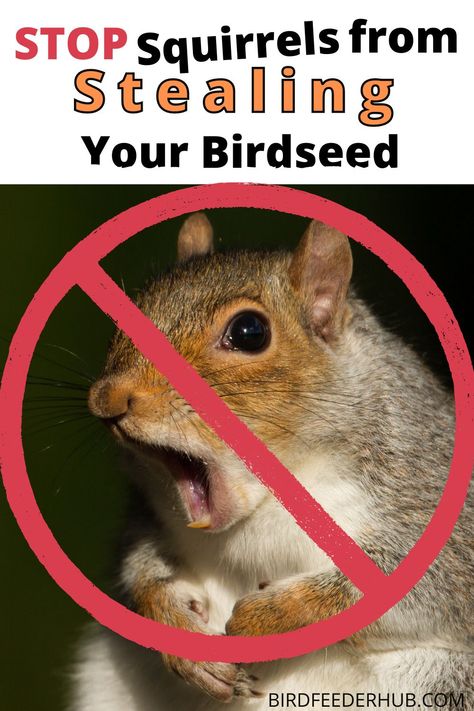 How To Keep Squirrels Out Of Bird Feeder, Keep Squirrels Out Of Bird Feeders, Anti Squirrel Bird Feeder, Bird Suet, Flying Animals, Squirrel Proof Bird Feeders, What Is A Bird, Diy Bird Feeder, Garden Help