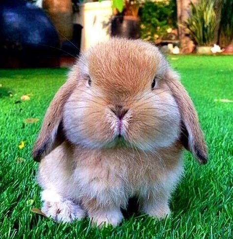 Cute Rabbit with the fattest cheeks!