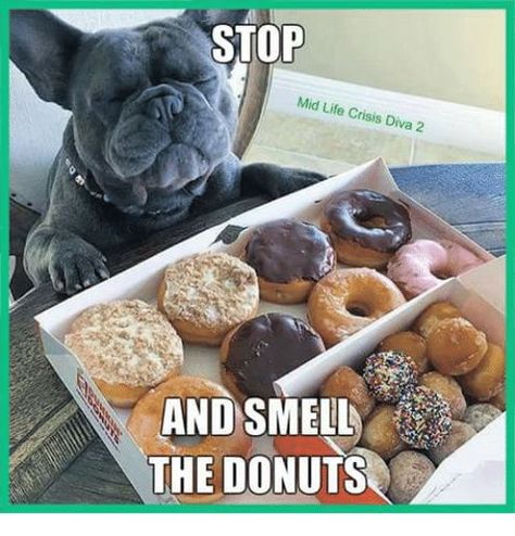 80 FRESH MEMES FOR TODAY #802 Donut Meme, Donut Humor, Miniature Dogs, English Bulldogs, Fresh Memes, English Bulldog, Animal Memes, Cute Photos, For Today