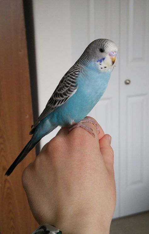 Budgie Aesthetic, Cute Budgies, Budgies Parrot, Tattoo Pet, Budgie Bird, Blue Budgie, Pet Tattoos, Blue Parakeet, Drawing Bird