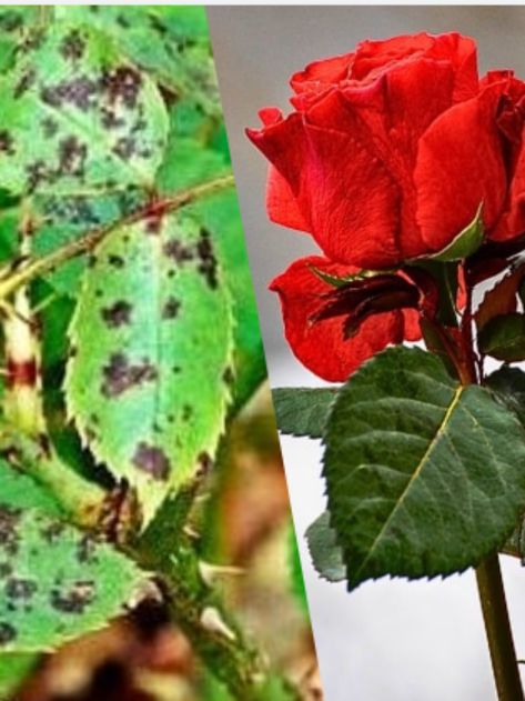 Black Spot on Rose Leaves: Causes & Solutions - Voice of Plant Black Spot On Roses, Plant Leaves Turning Yellow, Tulsi Plant, Pruning Tools, Water In The Morning, Rose Plant, Rose Care, Zz Plant, Crassula Ovata