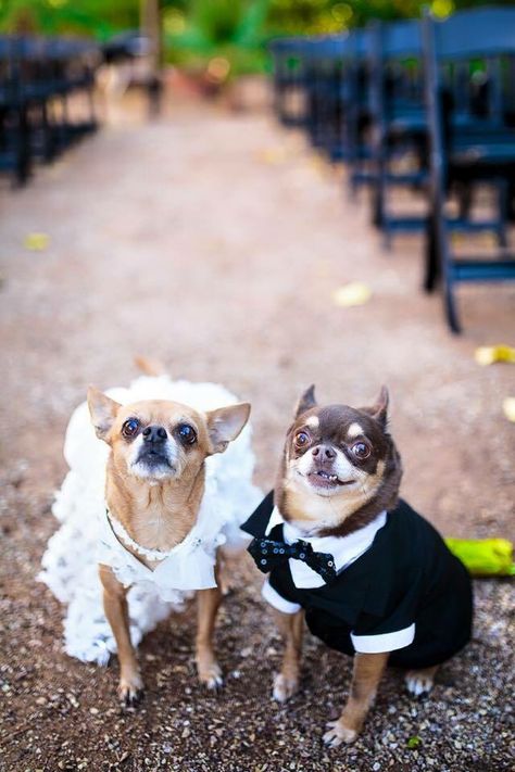 Just Married!! Chiweenie Dogs, Baby Chihuahua, Cute Chihuahua, Chihuahua Love, Chihuahua Puppies, Dog Costumes, Cute Funny Dogs, Chihuahua Dogs, Cute Dogs And Puppies