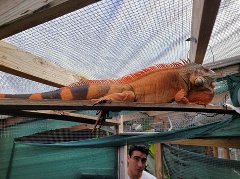 Super Red Hatchlings Other Iguana by Rdgreptiles - MorphMarket Iguana Pet, Red Iguana, Large Lizards, June 2022, Baby Birth, Reptiles, Pet, Animals, Red