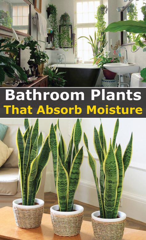 Inside House Plants, Best Bathroom Plants, Household Plants, Inside Plants, Growing Plants Indoors, Best Indoor Plants, Bathroom Plants, Plant Decor Indoor, House Plants Decor