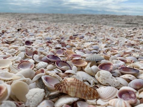 Sanibel Island Beaches, Types Of Shells, Sanibel Island Florida, Sanibel Island, Crashing Waves, Challenge Yourself, Island Beach, Beach Resort, Vibrant Orange