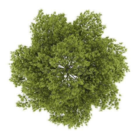 Tree Top View Png, Tree Plan Photoshop, White Ash Tree, Tree Psd, Landscape Portfolio, Trees Top View, Tree Photoshop, Photoshop Rendering, Tree Plan