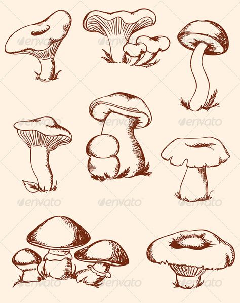 Forest Mushrooms, Mushroom Growing, Crystal Drawing, Vintage Forest, Mushroom Drawing, Morel Mushroom, Vector Graphics Design, Vintage Mushroom, Food Forest