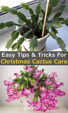 Christmas Cactus Planter Ideas, Holiday Cactus Plants, Xmas Cactus Care, How To Care For Christmas Cactus, Christmas Cactus Pot Ideas, How To Take Care Of Christmas Cactus, How To Care For A Christmas Cactus, Repotting Christmas Cactus, Cactus Potting Ideas