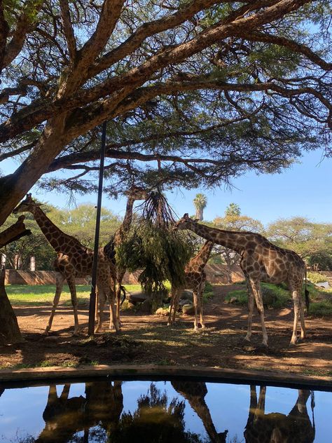 Zoo date Zoo Friends Aesthetic, Zoo Date Couple, Zoo Date Aesthetic, Couple Zoo Pictures, Zoo Aesthetic Date, Zoo With Friends, Zoo Date, Brunch Picnic, Couple Dates