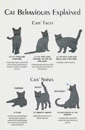 Cat behavior decoded Cat Infographic, Katt Grejer, Cat Language, Kitten Care, Cat Parenting, Cat Training, Animal Behavior, Cat Behavior, Cat Facts