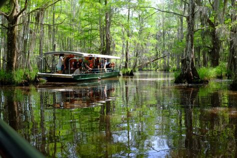 The Story Behind This Legendary Swamp Monster In Louisiana Will Give You The Chills New Orleans Swamp Tour, New Orleans Bayou, Louisiana Swamp, Swamp Tours, New Orleans Travel, Book Reviews, Tourist Destinations, Virtual Tour, Travel Dreams