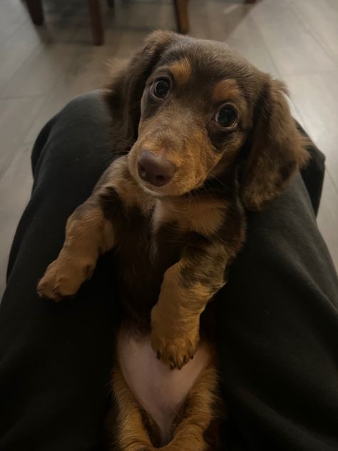 Brown Dachshund Puppy, Mini Douchound, Sausage Dog Aesthetic, Aesthetic Dachshund, Dachshund Aesthetic, Doxin Dog, Daschund Puppies, Puppy Dachshund, Brown Dachshund