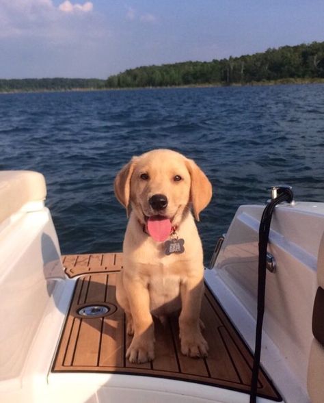 Dogs On Boats, Cute Lab Puppies, Yellow Lab Puppy, Yellow Lab Puppies, Golden Lab, Golden Labs, Mini Goldendoodle Puppies, Yellow Labs, Cute Dogs Images