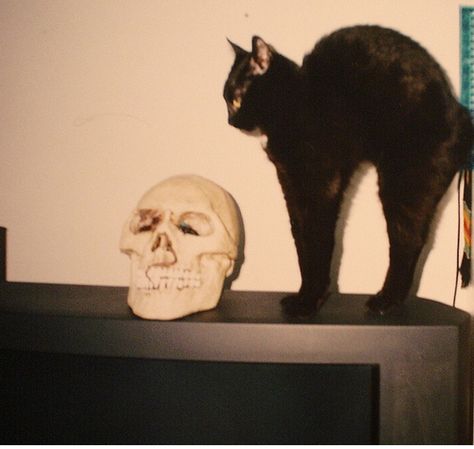 . Black Cat Aesthetic, A Black Cat, Season Of The Witch, Human Skull, A Skull, Cat Aesthetic, New Wall, A Black, Black Cat