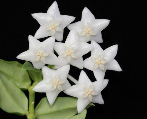 Hoya Bella, Hoya Flowers, Pretty Flowers Pictures, Plant Fungus, Theme Nature, Nothing But Flowers, Flower Therapy, Pretty Plants, Beautiful Flowers Pictures