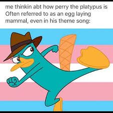 Blursed Images, Perry The Platypus, Bored Board, Lgbt Love, Phineas And Ferb, Good Cartoons, Platypus, Always Learning, Disney And Dreamworks