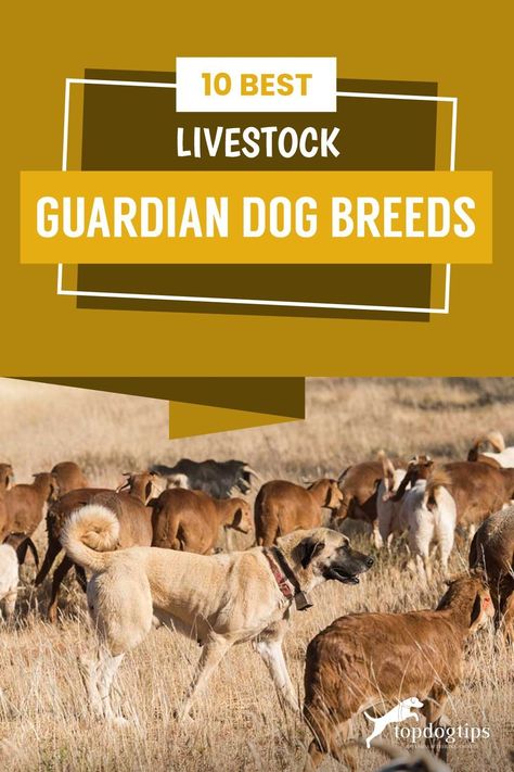 Livestock Dog Breeds, Livestock Dogs, Livestock Guardian Dog Breeds, Pyrenean Mastiff, Spanish Mastiff, Maremma Sheepdog, Guardian Dog, Kangal Dog, Livestock Guardian Dog