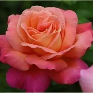 Sweet Mademoiselle™ - Otto & Sons Nursery Nature Crown, Plants And Gardening, Rogers Gardens, Peace Rose, Very Beautiful Flowers, Rose Varieties, Plant Garden, Rose Pictures, Pretty Roses