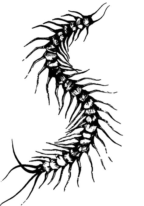 Gothic Centipede Tattoo, Centipede Stencil, Centapeid Tattoo Design, Spinal Cord Drawing, Centipede Tattoo Design, Centipede Art, Handpoke Tattoo Ideas, Centipede Drawing, Pelvic Tattoo