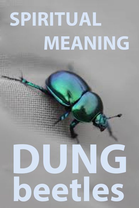 Spiritual Meaning of Dung Beetles Beetle Symbolism, Feather Tattoo Meaning, Dung Beetle, Totem Animals, Animal Spirit Guides, Signs And Symbols, Feng Shui Tips, Weird Words, Animal Spirit