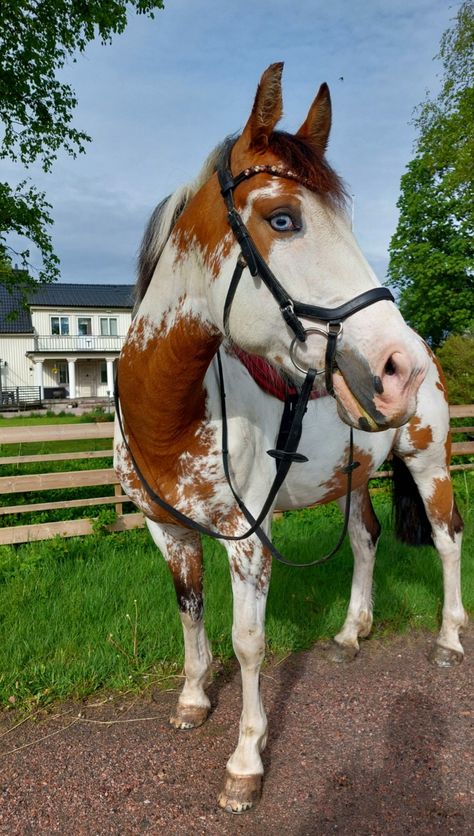 Quarter & KWPN cross mare Draft Cross Horse, Kwpn Horse, Pinto Horses, Horse Coats, Pinto Horse, Horse Boarding, Donkeys, Quarter Horse, Thoroughbred