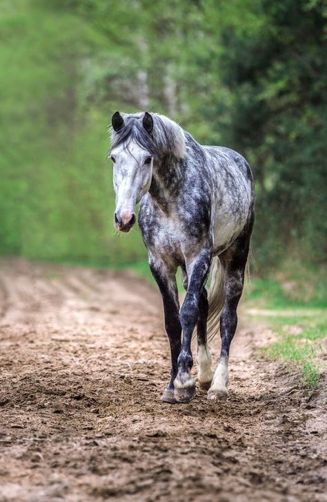 Dapple Grey Horses, Horse Riding Quotes, Horse Inspiration, Most Beautiful Horses, Grey Horse, Most Beautiful Animals, Majestic Horse, Horse Crazy, Cute Horses