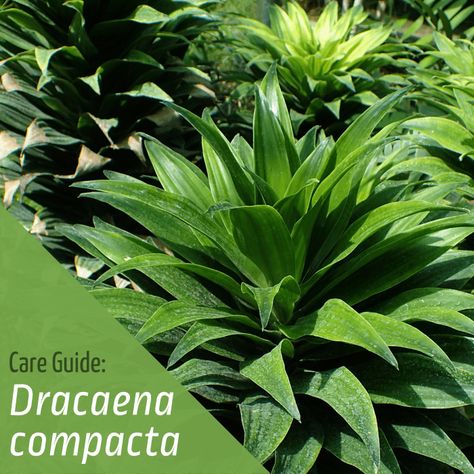 Caring for Dracaena Compacta - Dengarden Janet Craig Plant, Dracaena Compacta, Mealy Bugs, Root Structure, Plant Care Houseplant, Beautiful Plants, Soft Water, Yellow Leaves, Self Watering