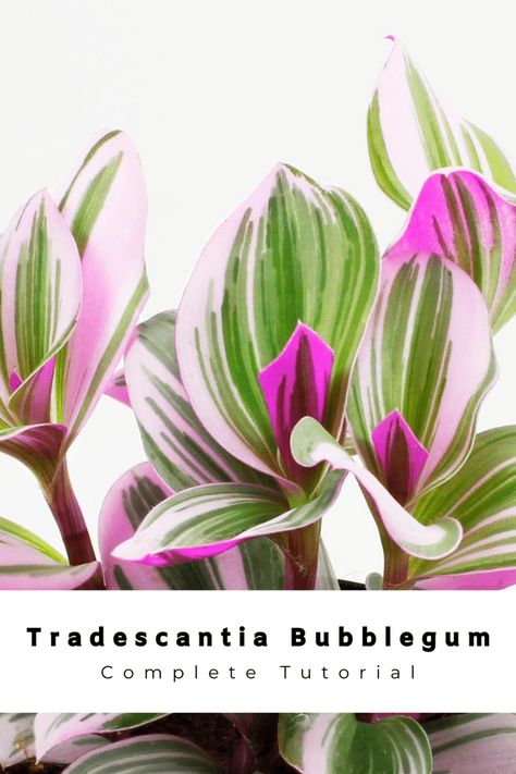 A Splash Of Color: Everything About Tradescantia Bubblegum Lilac Colorful House Plants Indoor, Colorful Plants Indoor, Tradescantia Nanouk Care, Unique Indoor Plants, Colorful House Plants, Tradescantia Care, Tradescantia Tricolor, Tradescantia Varieties, Unique House Plants