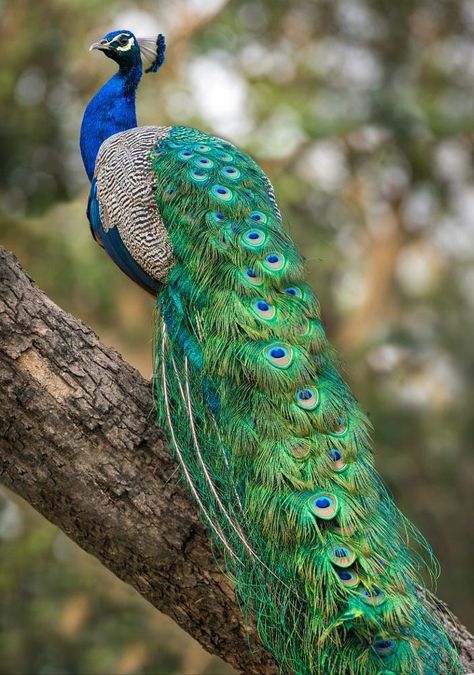 National Bird Of India, Peacock And Peahen, Peacock Images, Peacock Photos, Peacock Pictures, About China, Peacock Painting, Peacock Art, Peacock Bird