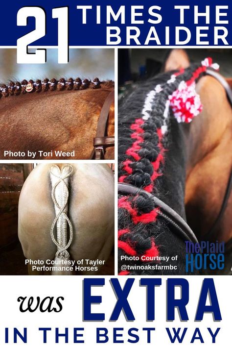 Hunter Braids, Horse Braids, Horse Mane Braids, Grooming Hacks, Hunter Horse, Horse Braiding, Horse Showing, Horse Magazine, Horse Halters