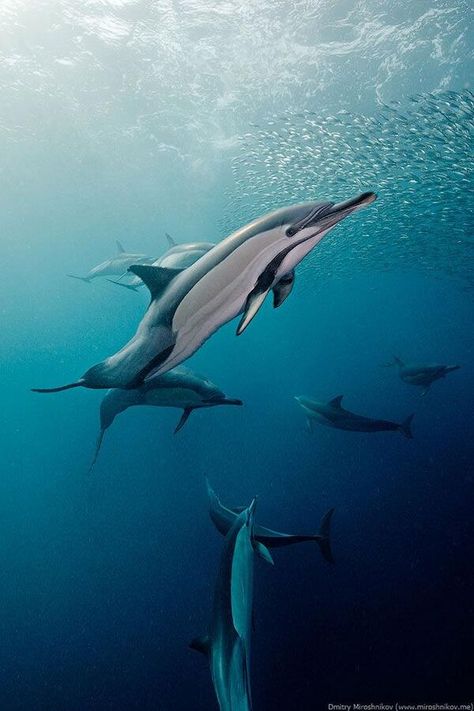 Dolphins Wild Dolphins, Marine Photography, Common Dolphin, Sea Mammal, Manatees, Underwater Creatures, Underwater Life, Water Life, Beautiful Pics