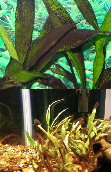 Aquarium Algae Control; Brown Diatom, Hair, Marine, BBA, Green Spot & Water Red Slime, Aquarium Algae, Brown Algae, Fish Aquarium Decorations, Aquarium Garden, Freshwater Aquarium Plants, Marine Tank, Black Beard, Fresh Water Fish Tank